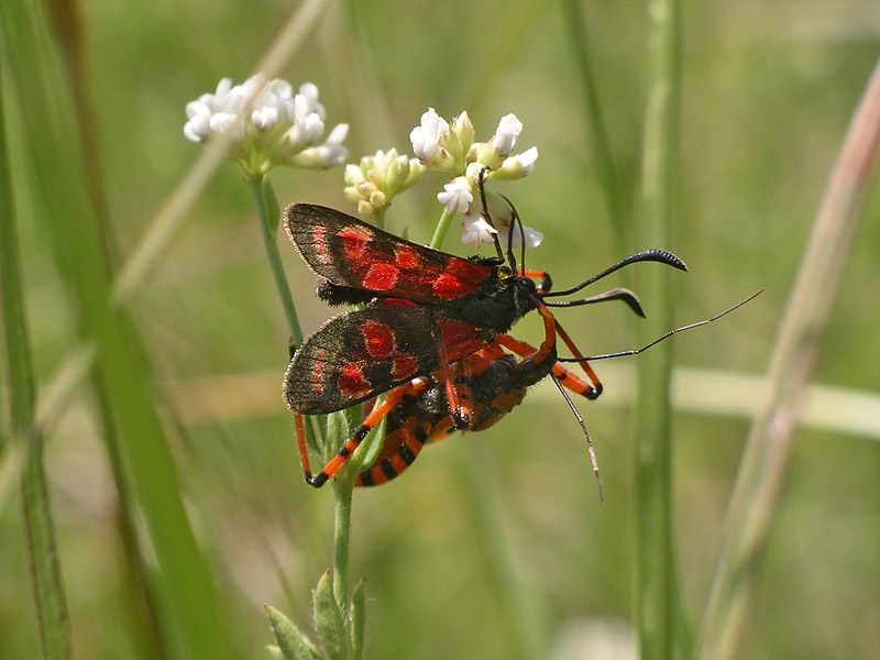 Le Zygaenae non sono appetibili